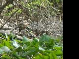 1422 Well Hidden Limpkin.jpg